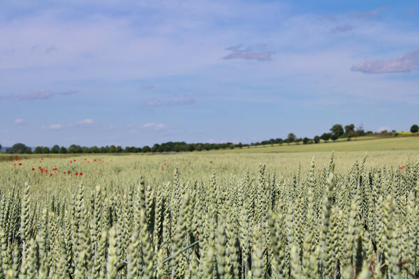 Feld in Mansfeld Südharz