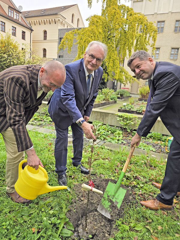 Bild vergrößern: Apfelbaum